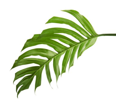 Monstera deliciosa yaprak veya İsviçre peyniri bitki, kırpma yolu ile beyaz arka plan üzerinde izole tropikal bitki örtüsü