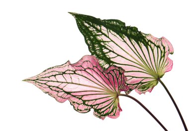 Pembe yapraklı ve yeşil damarlı Caladium bicolor (Florida tatlım), beyaz arka planda izole edilmiş pembe Caladium yaprağı, kırpma yolu ile               