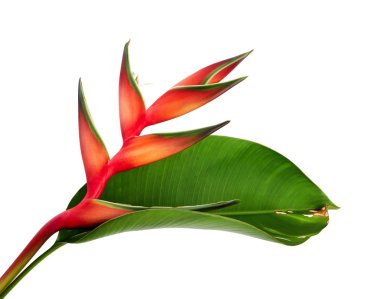 Heliconia bihai (kırmızı palulu) çiçek yaprak, kırpma yolu ile beyaz arka plan üzerinde izole tropikal çiçek                       