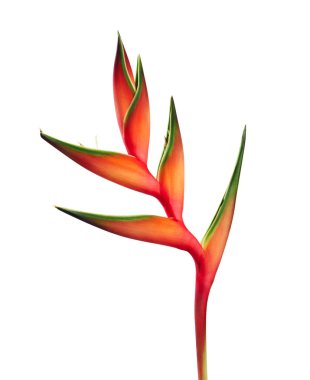 Heliconia bihai çiçeği (Kırmızı palulu), beyaz arkaplanda izole edilmiş tropikal çiçekler, kırpma yolu ile  
