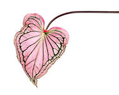 Pembe yapraklı ve yeşil damarlı Caladium bicolor (Florida tatlım), beyaz arka planda izole edilmiş pembe Caladium yaprağı, kırpma yolu ile               
