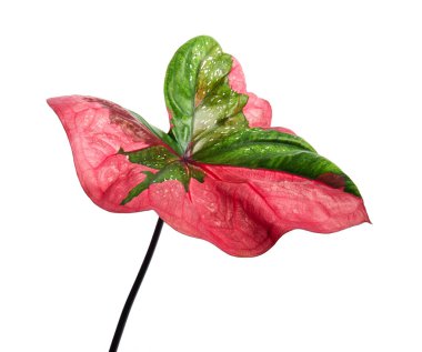 Caladium bicolor yaprağı ya da Yaprak Bitkileri Kraliçesi, beyaz arka planda izole edilmiş iki renkli yaprak, kırpma yolu                                                          