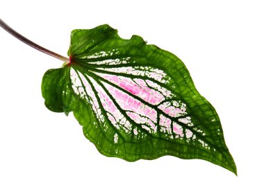 Pembe yapraklı ve yeşil damarlı Caladium bicolor (Florida tatlım), beyaz arka planda izole edilmiş pembe Caladium yaprağı, kırpma yolu ile               