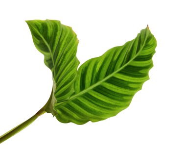 Calathea zebrina yeşilliği veya Zebra bitkisi, egzotik tropikal yaprak, kesme yolu ile beyaz arka planda izole                                                                          