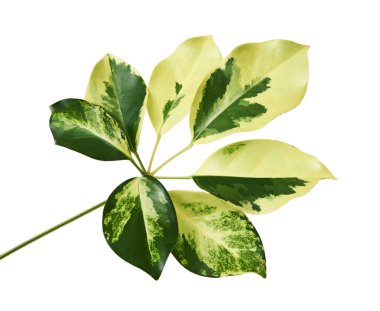 Schefflera 