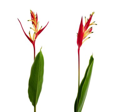 Heliconia psittacorum (papağan'ın Gaga veya Lady Di) yaprak ile kırpma yolu ile beyaz arka plan üzerinde izole tropikal çiçek çiçekler                    