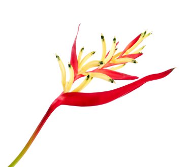 Heliconia psittacorum (Papağan Gagası veya Lady Di) çiçekleri, beyaz arka planda izole edilmiş tropik çiçekler, kırpma yolu ile                       