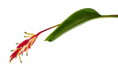 Heliconia psittacorum (papağan'ın Gaga veya Lady Di) yaprak ile kırpma yolu ile beyaz arka plan üzerinde izole tropikal çiçek çiçekler                    