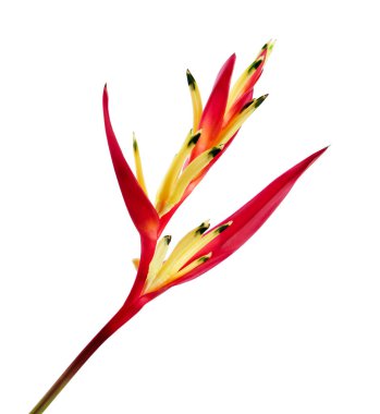 Heliconia psittacorum (Papağan Gagası veya Lady Di) çiçekleri, beyaz arka planda izole edilmiş tropik çiçekler, kırpma yolu ile                       