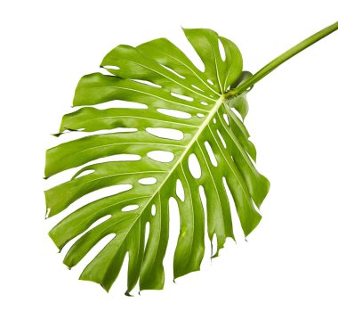 Monstera deliciosa yaprak veya İsviçre peyniri bitki, kırpma yolu ile beyaz arka plan üzerinde izole tropikal bitki örtüsü
