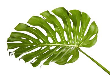 Monstera deliciosa yaprak veya İsviçre peyniri bitki, kırpma yolu ile beyaz arka plan üzerinde izole tropikal bitki örtüsü