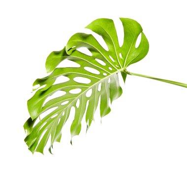 Monstera deliciosa yaprak veya İsviçre peyniri bitki, kırpma yolu ile beyaz arka plan üzerinde izole tropikal bitki örtüsü
