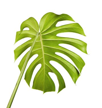 Monstera deliciosa yaprak veya İsviçre peyniri bitki, kırpma yolu ile beyaz arka plan üzerinde izole tropikal bitki örtüsü