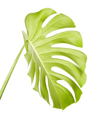 Monstera deliciosa yaprak veya İsviçre peyniri bitki, kırpma yolu ile beyaz arka plan üzerinde izole tropikal bitki örtüsü