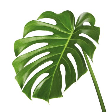 Monstera deliciosa yaprak veya İsviçre peyniri bitki, kırpma yolu ile beyaz arka plan üzerinde izole tropikal bitki örtüsü