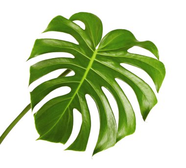 Monstera deliciosa yaprak veya İsviçre peyniri bitki, kırpma yolu ile beyaz arka plan üzerinde izole tropikal bitki örtüsü