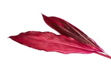 Ti bitkisi veya Cordyline fruticosa yaprakları, renkli yapraklar, egzotik tropikal yaprak, kırpma yolu ile beyaz arka planda izole
