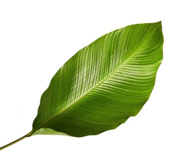 Calathea yaprağı, egzotik tropikal yaprak, büyük yeşil yaprak, kesme yolu ile beyaz arka planda izole