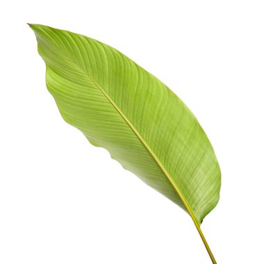 Calathea yaprağı, egzotik tropikal yaprak, büyük yeşil yaprak, kesme yolu ile beyaz arka planda izole
