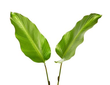 Calathea yaprağı, egzotik tropikal yaprak, büyük yeşil yaprak, kesme yolu ile beyaz arka planda izole