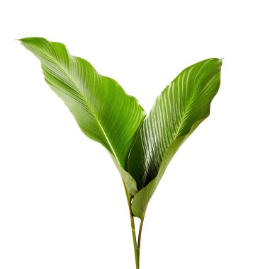 Calathea yaprağı, egzotik tropikal yaprak, büyük yeşil yaprak, kesme yolu ile beyaz arka planda izole