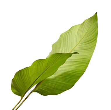 Calathea yaprağı, egzotik tropikal yaprak, büyük yeşil yaprak, kesme yolu ile beyaz arka planda izole