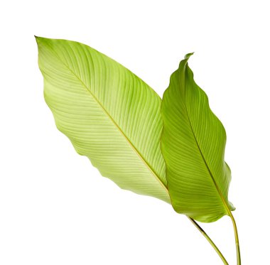 Calathea yaprağı, egzotik tropikal yaprak, büyük yeşil yaprak, kesme yolu ile beyaz arka planda izole