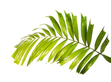 Macarthur palm leaves or (Ptychosperma macarthurii), Tropical foliage isolated on white background with clipping path clipart