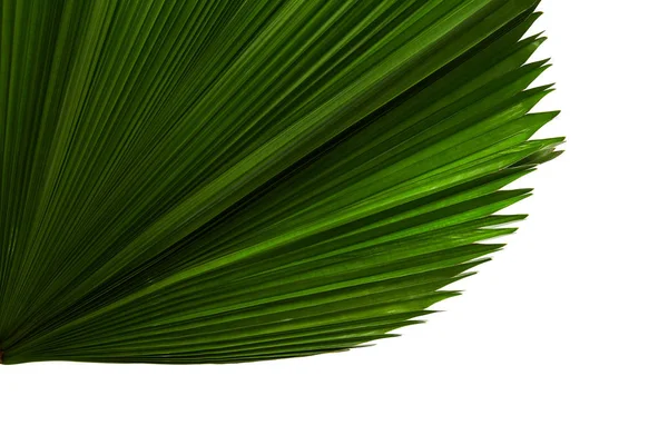 Licuala Grandis Ruffled Fan Hoja Palma Follaje Tropical Grande Hoja — Foto de Stock