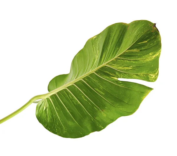 Lierre Diable Pothos Doré Epipremnum Aureum Feuilles Vigne Forme Coeur — Photo