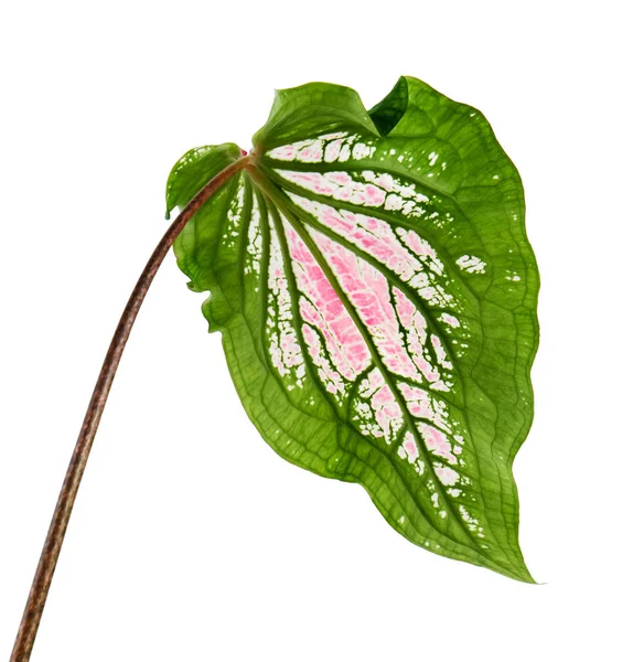 Pembe Yapraklı Yeşil Damarlı Caladium Bicolor Florida Tatlım Beyaz Arka — Stok fotoğraf