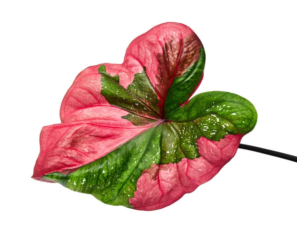 Dedaunan Caladium Bicolor Atau Queen Leafy Plants Dedaunan Bicolor Terisolasi — Stok Foto