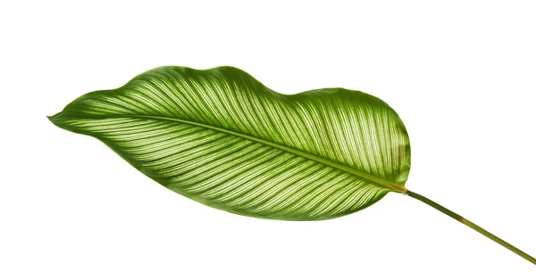 Calathea Ornata Pin Stripe Calathea Folhas Folhagem Tropical Isolada Sobre — Fotografia de Stock