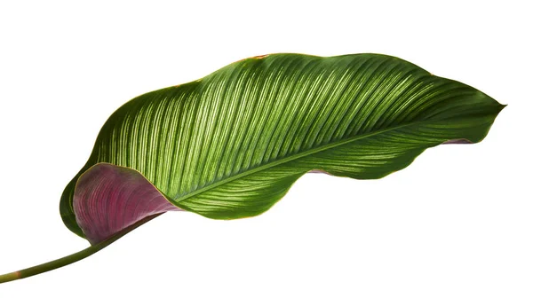 Calathea ornata (ince çizgili Calathea) yaprakları, tropikal yapraklar beyaz arka planda izole edilmiş, kırpma yolu ile                    