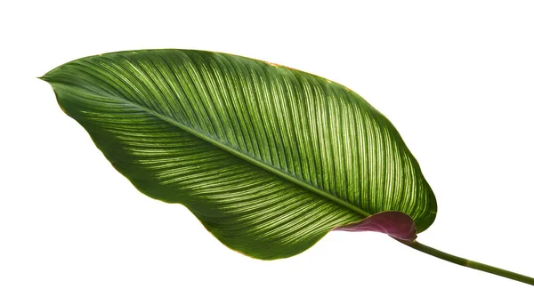 Pin Stripe Calathea 热带叶在白色背景上被隔离 有剪枝路径 — 图库照片