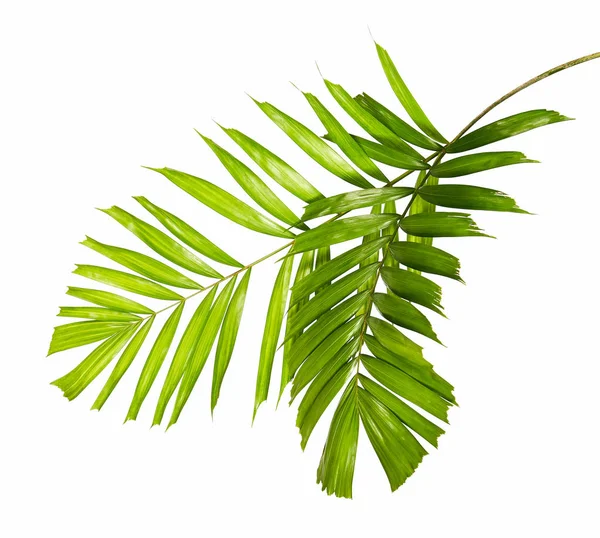 Macarthur Palmiye Yaprakları Veya Ptychosperma Macarthurii Kırpma Yolu Ile Beyaz — Stok fotoğraf
