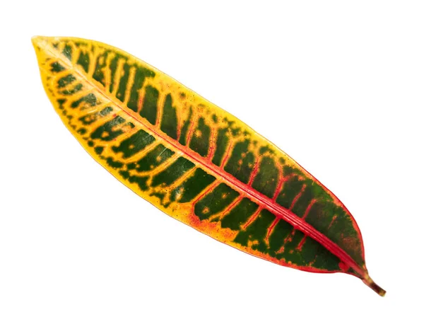 Variegatum Codiaeum Croton Kebun Atau Variegated Croton Dedaunan Menutup Daun — Stok Foto