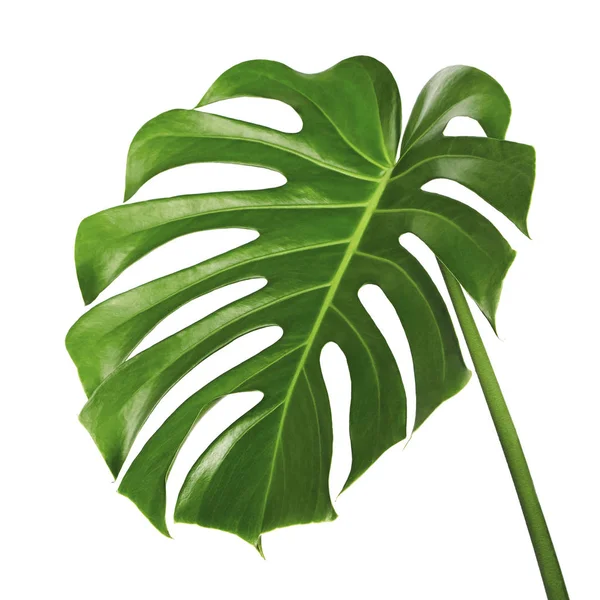 Monstera Deliciosa Blad Zwitserse Kaas Plant Tropische Gebladerte Geïsoleerd Een — Stockfoto