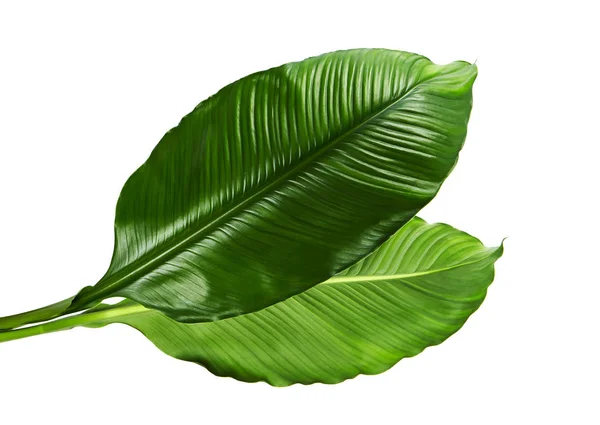 Grote Bladeren Van Spathiphyllum Vrede Lelie Verse Groene Gebladerte Geïsoleerd — Stockfoto