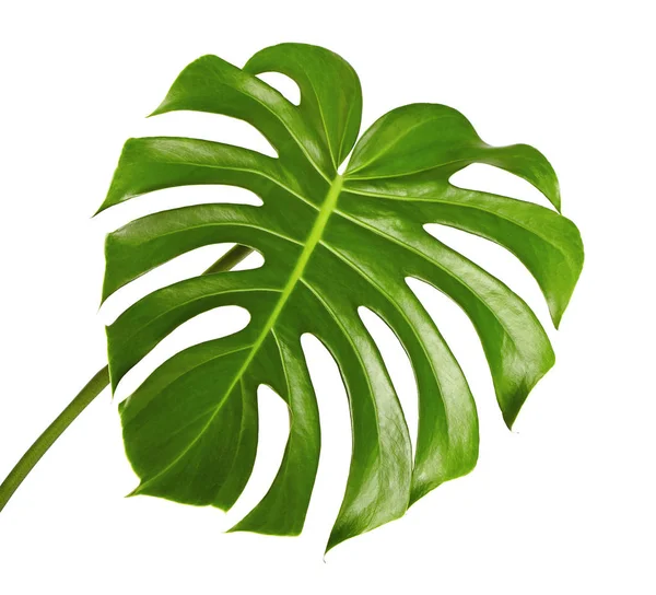 Monstera deliciosa yaprak veya İsviçre peyniri bitki, kırpma yolu ile beyaz arka plan üzerinde izole tropikal bitki örtüsü