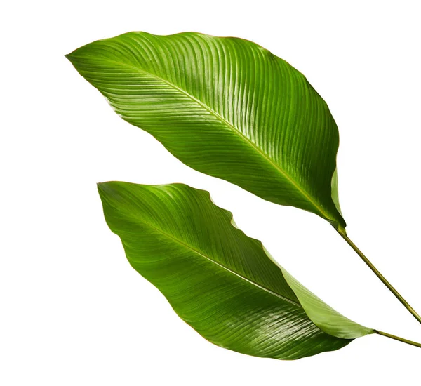 Calathea yaprağı, egzotik tropikal yaprak, büyük yeşil yaprak, kesme yolu ile beyaz arka planda izole