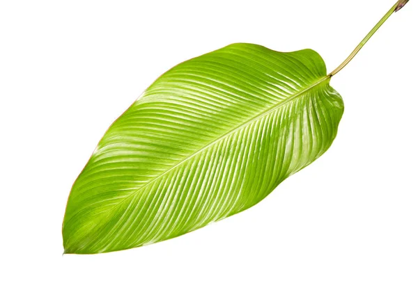 Calathea Blad Exotisch Tropisch Blad Groot Groen Blad Geïsoleerd Witte — Stockfoto