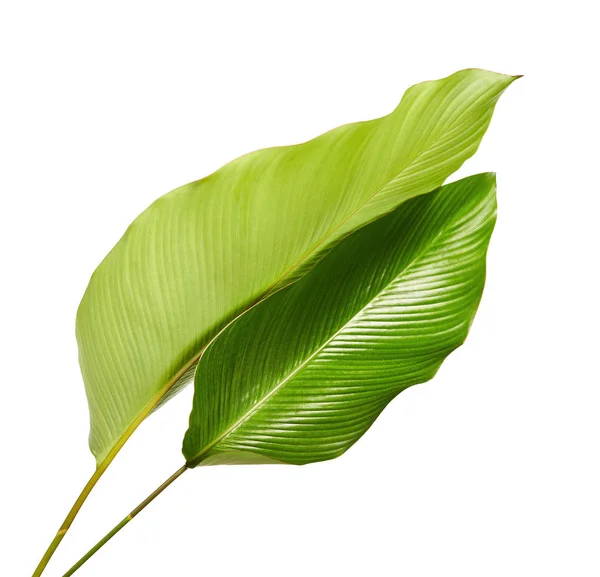 Листя Калатеї Екзотичний Тропічний Лист Великий Зелений Лист Ізольований Білому — стокове фото
