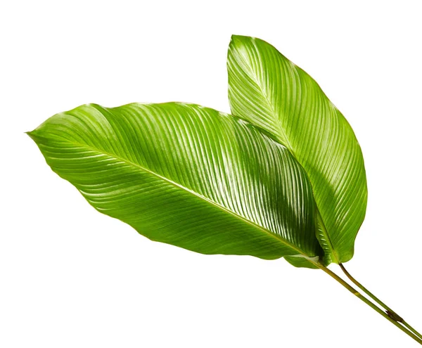 Φύλλο Calathea Εξωτικό Τροπικό Φύλλο Μεγάλο Πράσινο Φύλλο Απομονωμένο Λευκό — Φωτογραφία Αρχείου