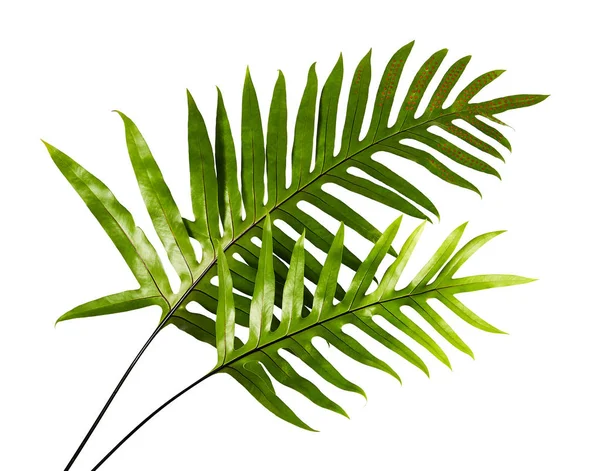 Wart Fern Leaf Ornamental Foliage Fern Isolated White Background Clipping — Stock Photo, Image