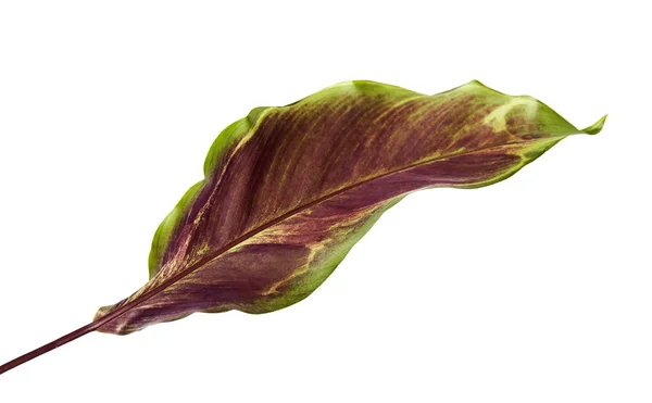 Fogliame Calathea Foglie Sono Verde Scuro Sopra Viola Sotto Foglia — Foto Stock