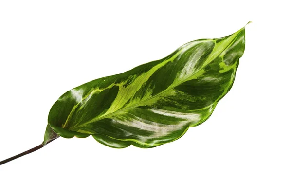 Φύλλο Calathea Φύλλα Είναι Σκούρα Πράσινα Πάνω Μωβ Κάτω Φύλλα — Φωτογραφία Αρχείου