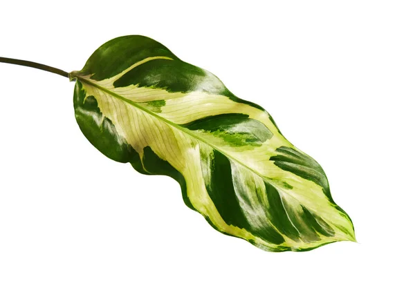 Fogliame Calathea Foglie Sono Verde Scuro Sopra Viola Sotto Foglia — Foto Stock