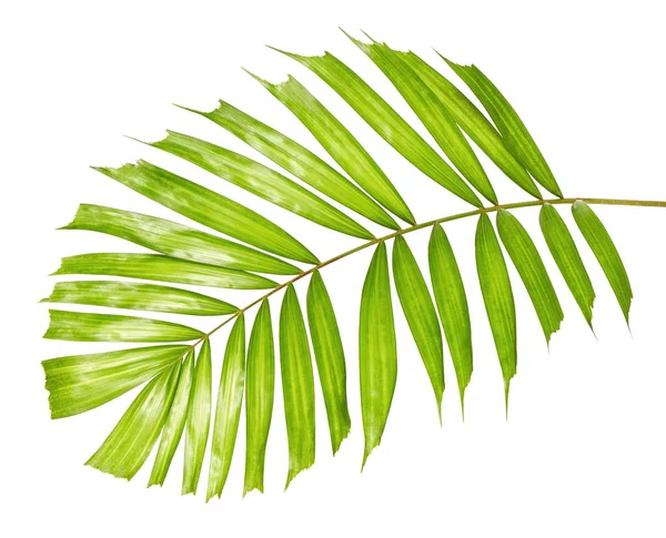 Macarthur Folhas Palmeira Ptychosperma Macarthurii Folhagem Tropical Isolada Sobre Fundo — Fotografia de Stock