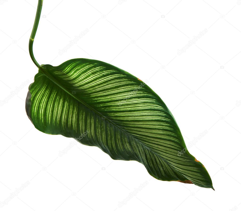 Calathea ornata (Pin-stripe Calathea) leaves, Tropical foliage isolated on white background, with clipping path                    